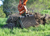 Digga Stick Rake for Excavators
